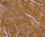 HSP20 Antibody in Immunohistochemistry (Paraffin) (IHC (P))