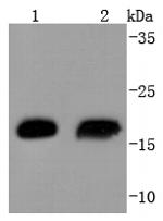 HSP20 Antibody in Western Blot (WB)