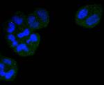 Cdc23 Antibody in Immunocytochemistry (ICC/IF)