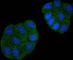 Cdc23 Antibody in Immunocytochemistry (ICC/IF)