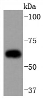 Cdc23 Antibody in Western Blot (WB)