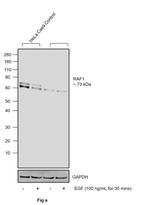 Phospho-c-Raf (Ser259) Antibody in Western Blot (WB)