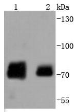 Phospho-c-Raf (Ser259) Antibody in Western Blot (WB)
