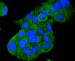 HSP105 Antibody in Immunocytochemistry (ICC/IF)