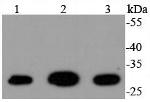 14-3-3 gamma Recombinant Rabbit Monoclonal Antibody (SD20-65)