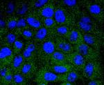 HSPA14 Recombinant Rabbit Monoclonal Antibody (SD08-48)