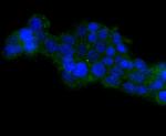 HSPA14 Antibody in Immunocytochemistry (ICC/IF)