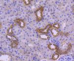 HSPA14 Antibody in Immunohistochemistry (Paraffin) (IHC (P))