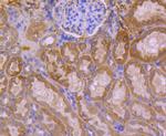 HSPA14 Antibody in Immunohistochemistry (Paraffin) (IHC (P))