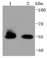 HSPA14 Antibody in Western Blot (WB)
