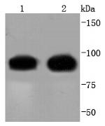 Cdc27 Recombinant Rabbit Monoclonal Antibody (SD85-02)
