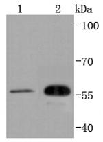 Cdc42EP1 Recombinant Rabbit Monoclonal Antibody (SD08-54)