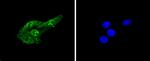 Phospho-Cdc6 (Ser54) Recombinant Rabbit Monoclonal Antibody (SD08-47)