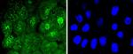 Phospho-Cdc6 (Ser54) Antibody in Immunocytochemistry (ICC/IF)