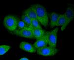MEKK3 Recombinant Rabbit Monoclonal Antibody (SD0839)