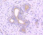 MEKK3 Antibody in Immunohistochemistry (Paraffin) (IHC (P))