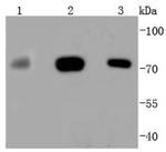 MEKK3 Antibody in Western Blot (WB)