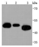Cdc37 Antibody in Western Blot (WB)