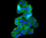 Phospho-B-Raf (Thr401) Recombinant Rabbit Monoclonal Antibody (JJ08-72)