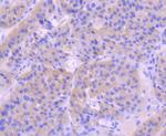 pro-Caspase 9 Recombinant Rabbit Monoclonal Antibody (JJ08-05)