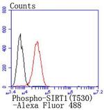Phospho-SIRT1 (Thr530) Antibody in Flow Cytometry (Flow)