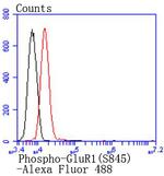 Phospho-GluR1 (Ser845) Antibody in Flow Cytometry (Flow)