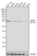 SIRT6 Recombinant Rabbit Monoclonal Antibody (JJ20-69)