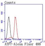 ATF7 Antibody in Flow Cytometry (Flow)