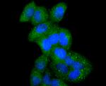 ATF7 Antibody in Immunocytochemistry (ICC/IF)
