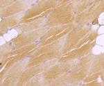 ATF7 Antibody in Immunohistochemistry (Paraffin) (IHC (P))