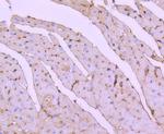 ATF7 Antibody in Immunohistochemistry (Paraffin) (IHC (P))