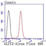 GLUT2 Antibody in Flow Cytometry (Flow)