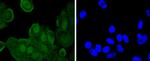 Phospho-JunD (Ser255) Recombinant Rabbit Monoclonal Antibody (JJ08-21)