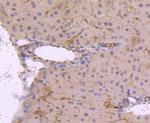 Phospho-JunD (Ser255) Antibody in Immunohistochemistry (Paraffin) (IHC (P))