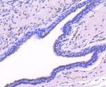 Phospho-JunD (Ser255) Antibody in Immunohistochemistry (Paraffin) (IHC (P))
