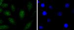 SOX1 Recombinant Rabbit Monoclonal Antibody (JJ20-40)
