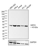 SIRT2 Recombinant Rabbit Monoclonal Antibody (JJ08-83)
