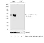 Carbonic Anhydrase IX Antibody