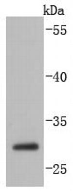 Caspase 14 Antibody in Western Blot (WB)