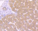 Caspase 10 Recombinant Rabbit Monoclonal Antibody (JJ0890)