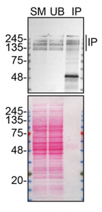 ARID1A Antibody in Immunoprecipitation (IP)
