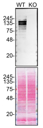 ARID1A Antibody in Western Blot (WB)