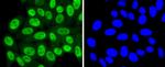 SUMO4 Antibody in Immunocytochemistry (ICC/IF)