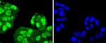 SUMO4 Recombinant Rabbit Monoclonal Antibody (JJ085-01)