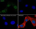 MKP-1 Recombinant Rabbit Monoclonal Antibody (JJ0930)