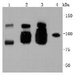 CD144 (VE-cadherin) Antibody in Western Blot (WB)