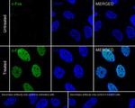 c-Fos Recombinant Rabbit Monoclonal Antibody (JJ0938)