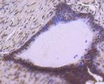 SP1 Antibody in Immunohistochemistry (Paraffin) (IHC (P))