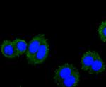 VAMP8 Recombinant Rabbit Monoclonal Antibody (JF0963)