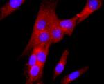 gamma Tubulin Recombinant Rabbit Monoclonal Antibody (JF0972)